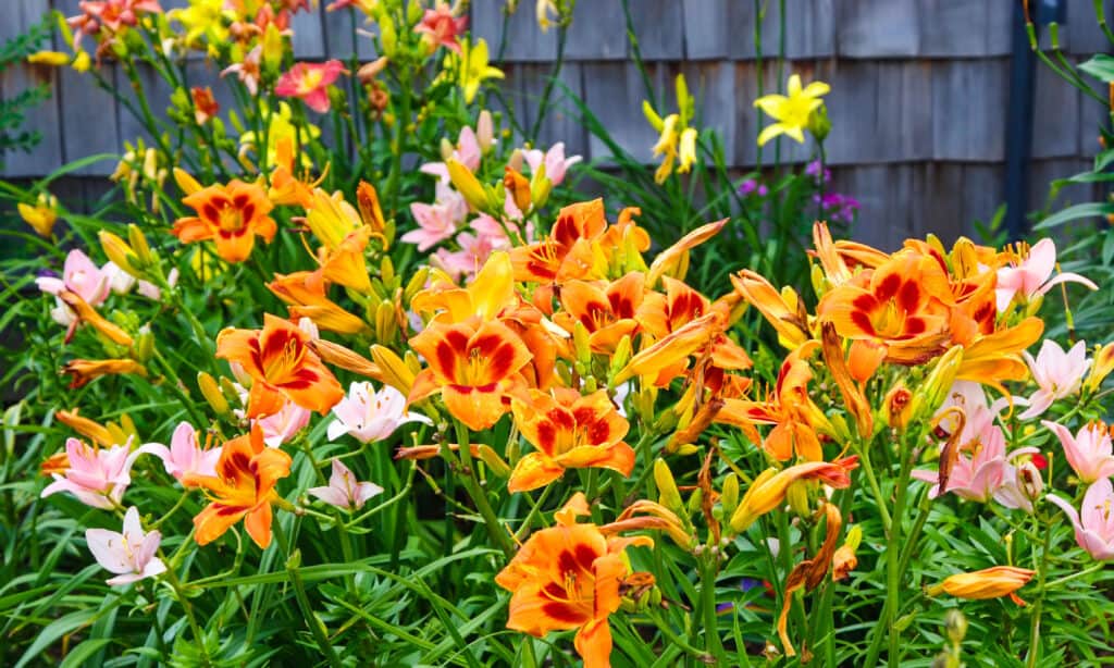 Pink and orange daylilies in a garden.