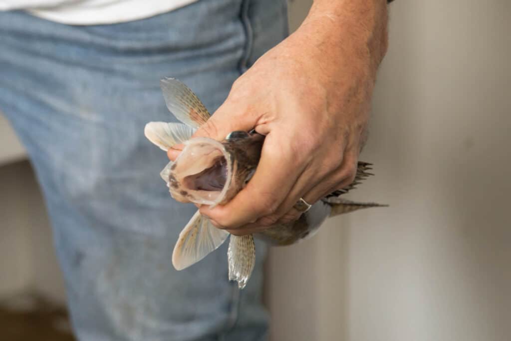 A man holding a sauger fish. 