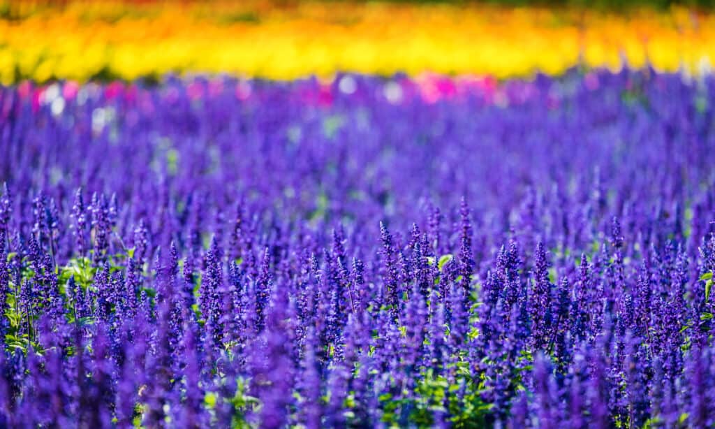 Field of deep purple mealycup sage (Salvia farinacea) flowers. 