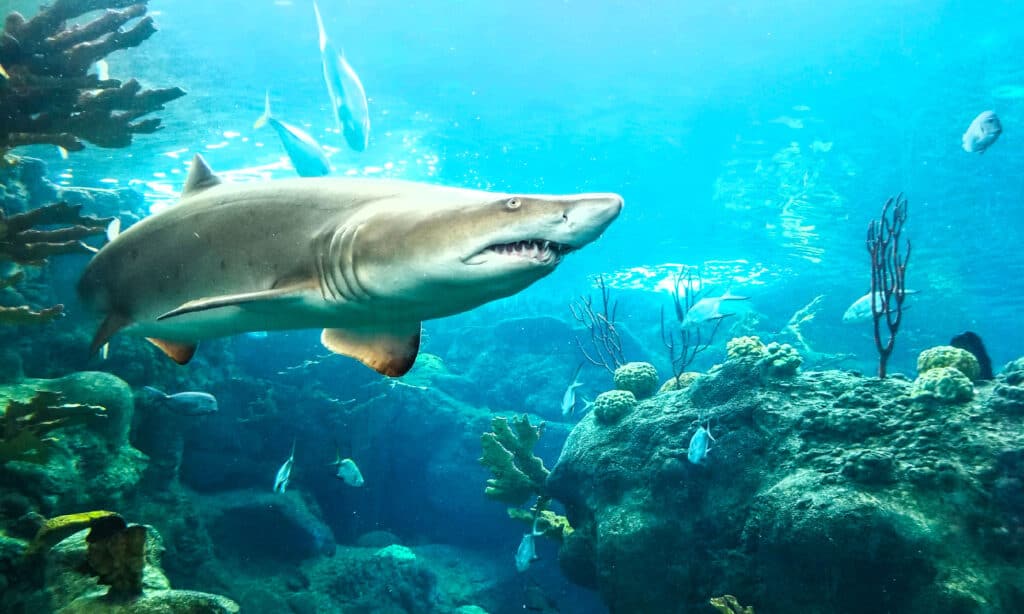 Tiger sharks are Hawaii's most dangerous species