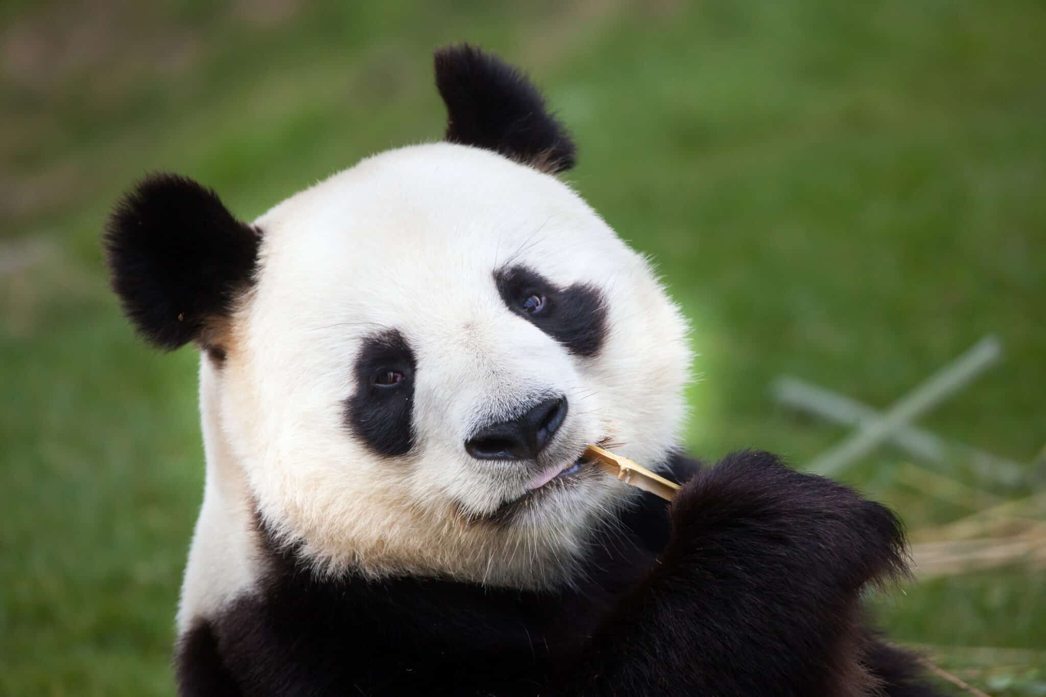 How Many Pandas Are Left In The World? AZ Animals