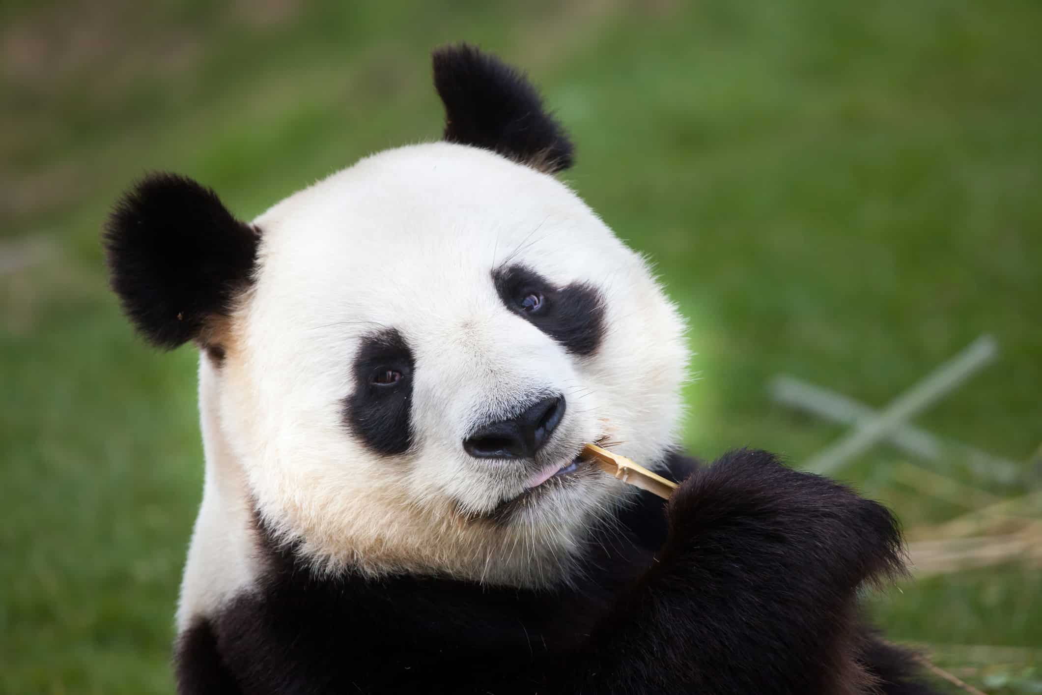We discovered why giant pandas are black and white: here's how