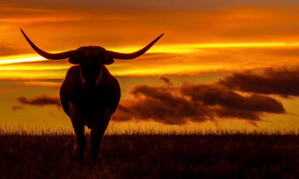 Texas Longhorn Cattle