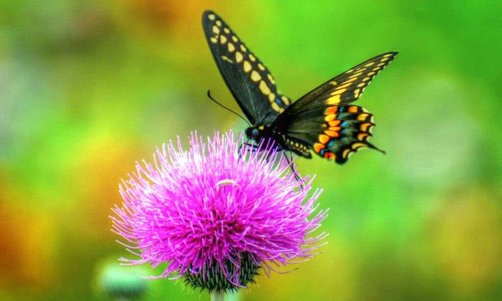 Texas Thistle is one of the Texas wildflowers that butterflies are attracted to.