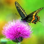 Swallowtails