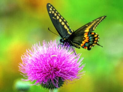 Swallowtail Butterfly Picture