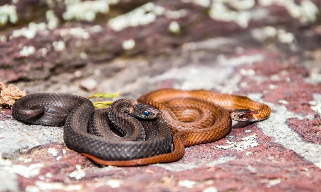 Northern Red-Bellied Snake