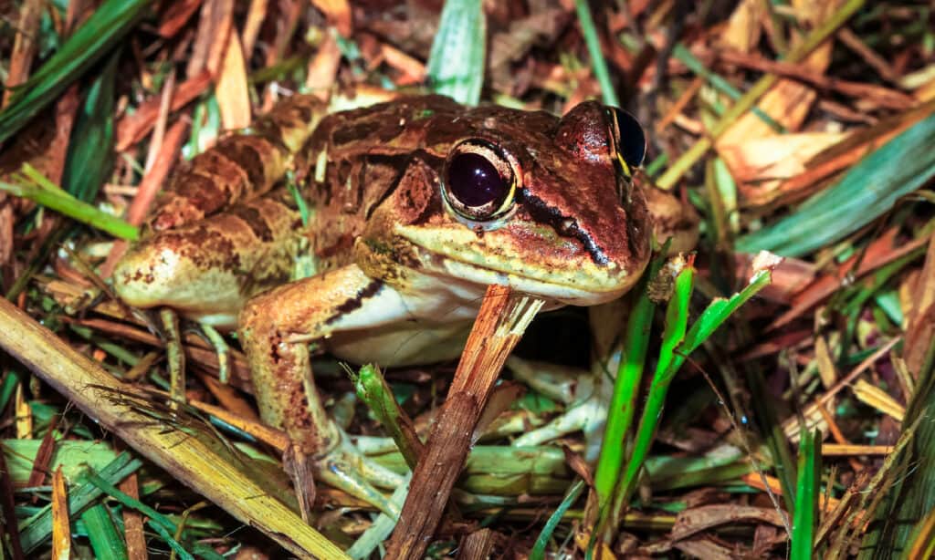 Rio Grande Leopard Frog