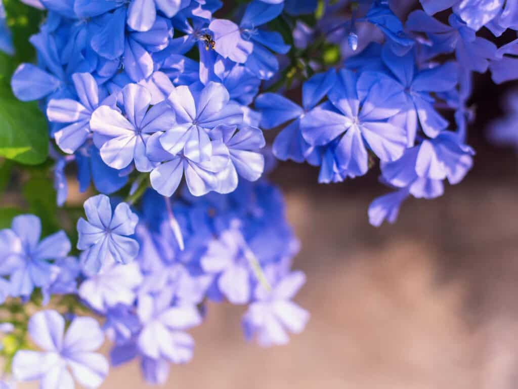 Cape Plumbago