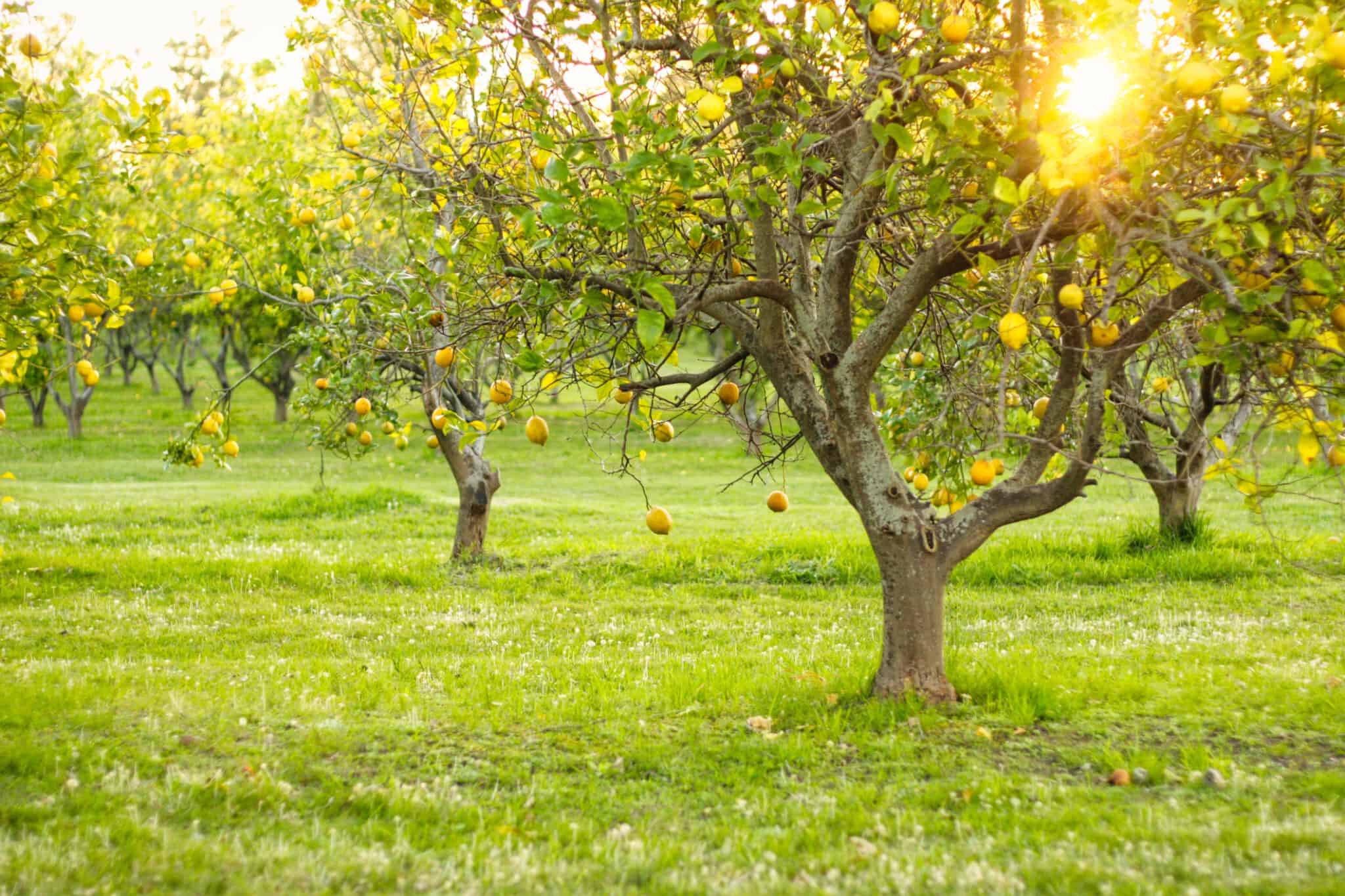 Can Lemon Trees Grow In Pennsylvania