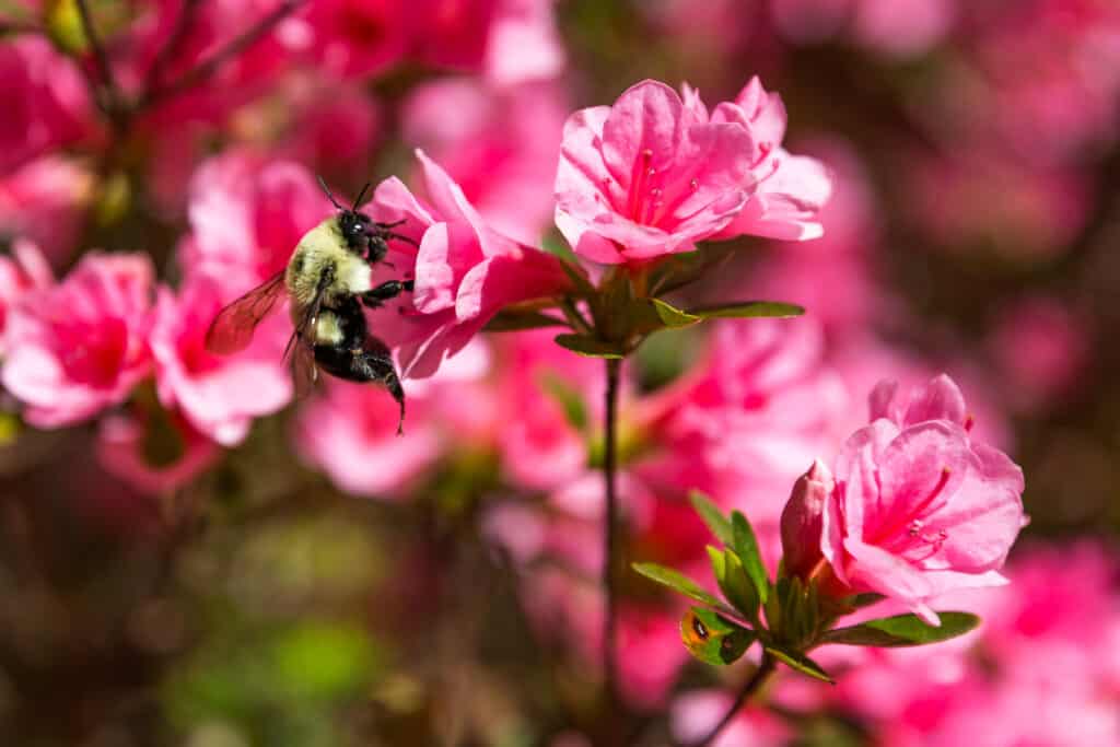 Vibrant Azalea flowers in full bloom, showcasing their beauty and toxicity.