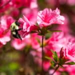If you love bees and want to provide nectar, consider growing an azalea. 
