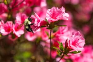 Growing Azaleas in Shade: How Much Sun Do They Need? Picture