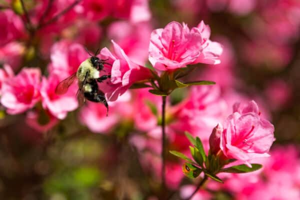 If you love bees and want to provide nectar, consider growing an azalea. 
