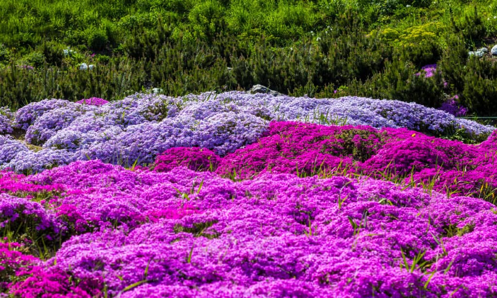 creeping phlox