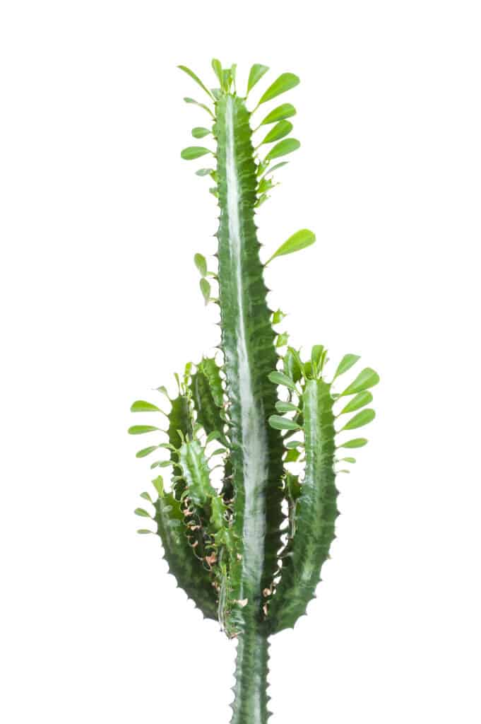 African Milk Tree Cactus on white background.