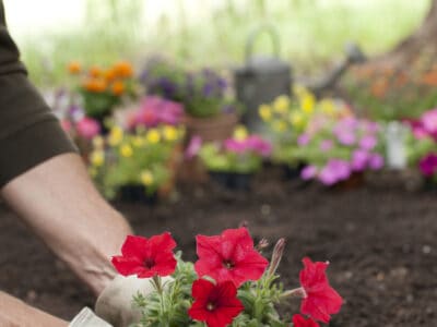 A What Idaho Gardeners Need to Know This Spring