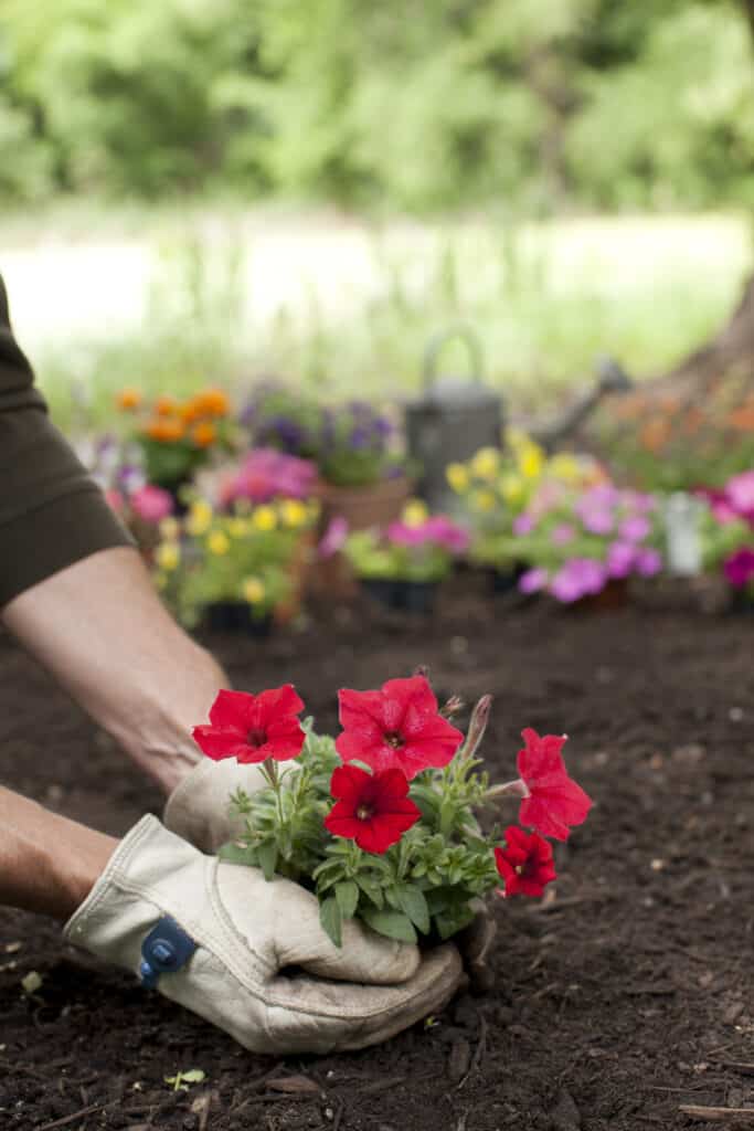 Gardener planting a red petunia plant in a garden bed.