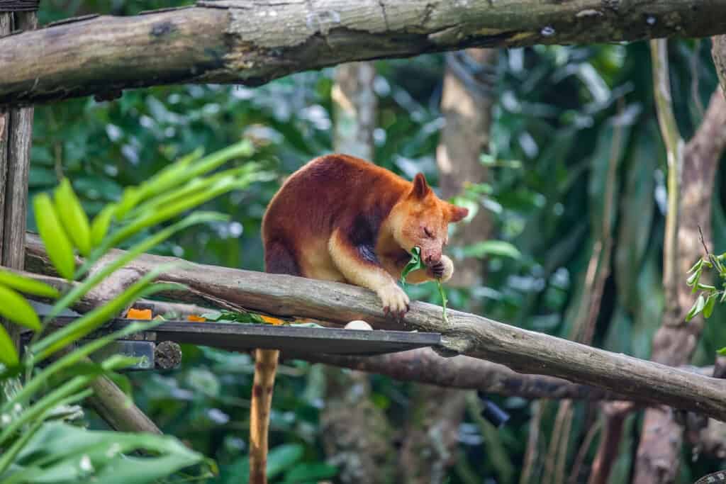 Tree kangaroo sitting on a tree branch