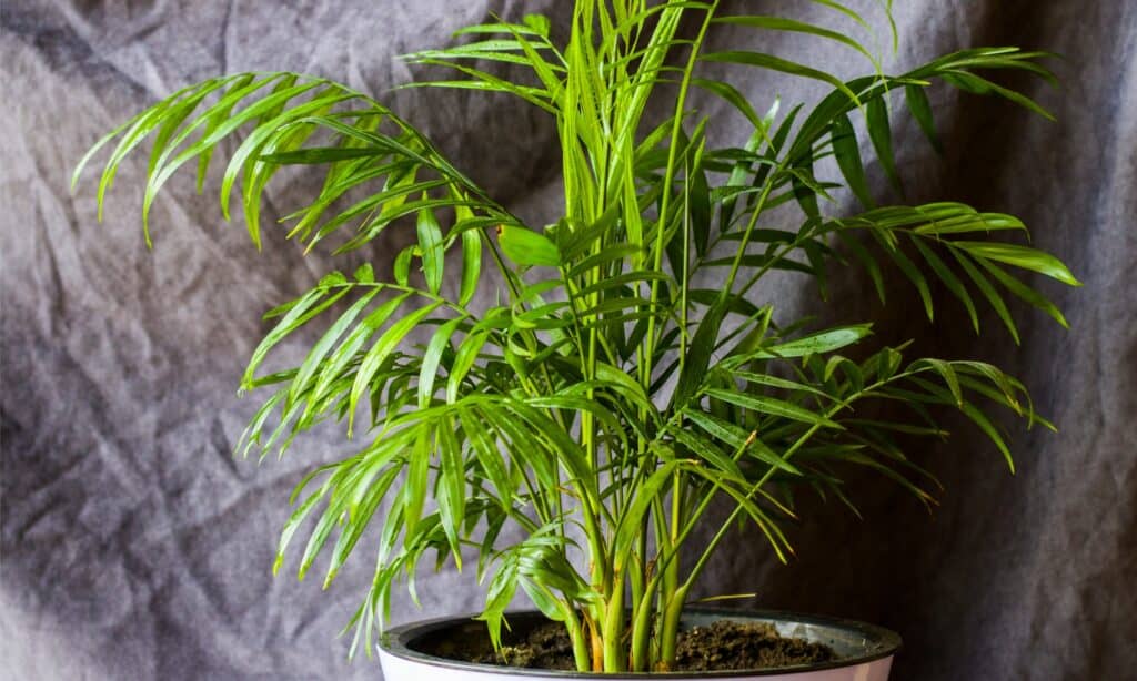 Areca palm in planter.