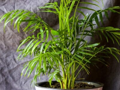 A Cat Palm vs Areca Palm: What’s the Difference?