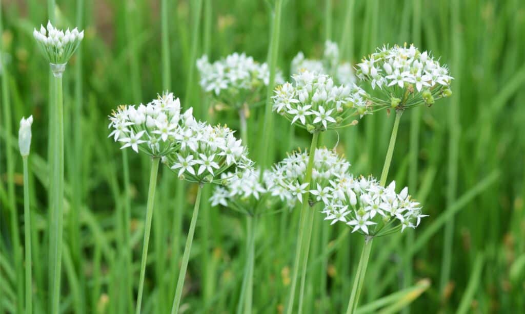 Chives are very easy to grow.
