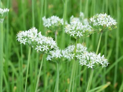 A Garlic Chives vs Chives: What’s the Difference?