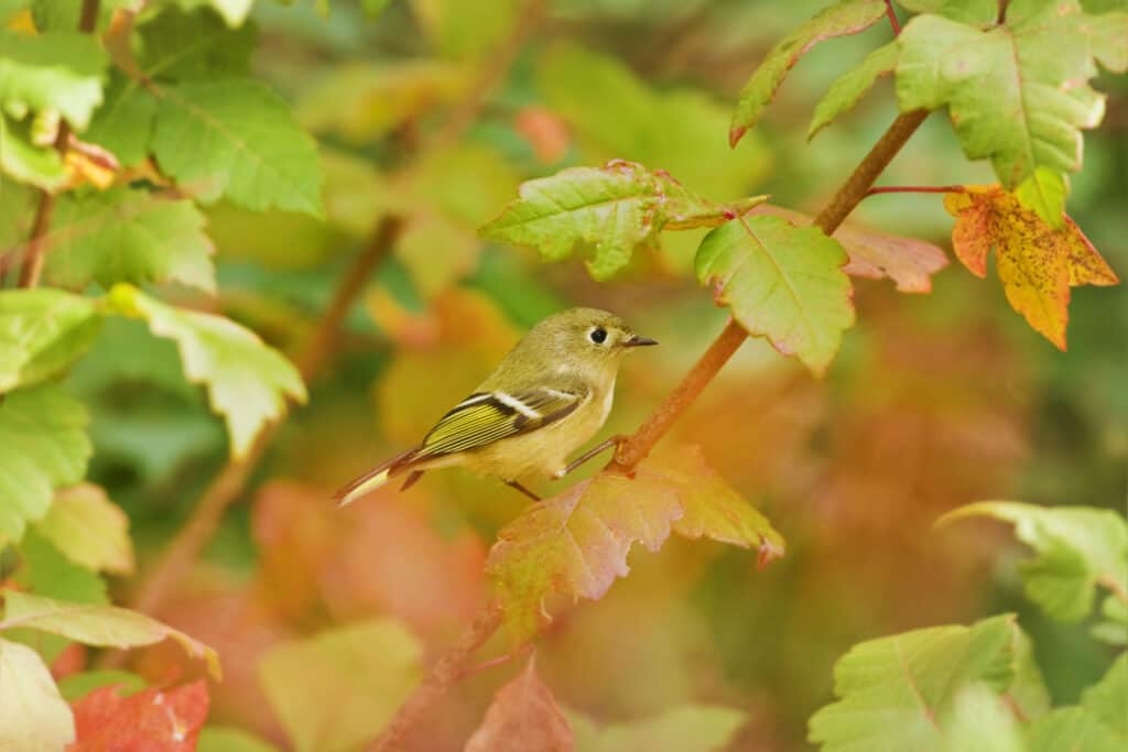 Ruby-Crowned Kinglet