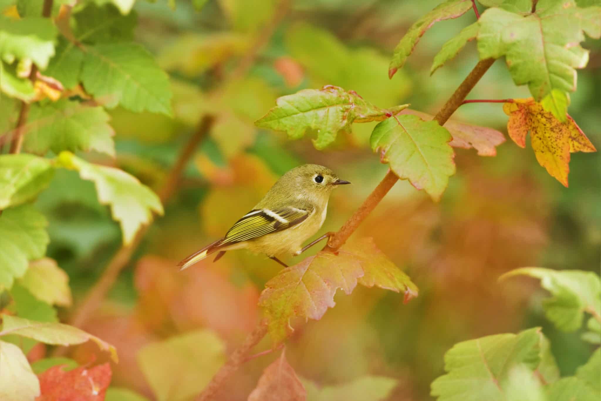 Kniglet Ruby-Crowned Kinglet Animal Facts - Regulus calendula - A-Z Animals