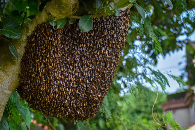 huge beehive