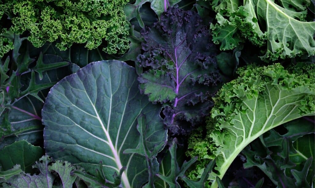 Collard Greens vs Kale