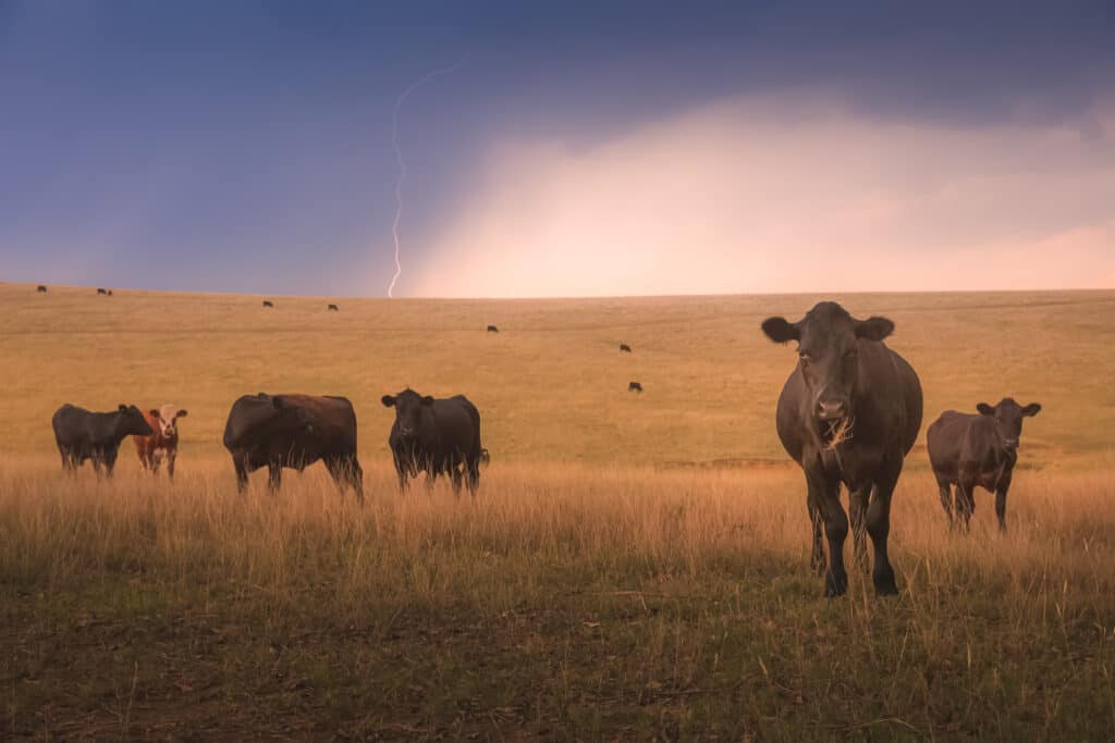 lightning striking cow pasture