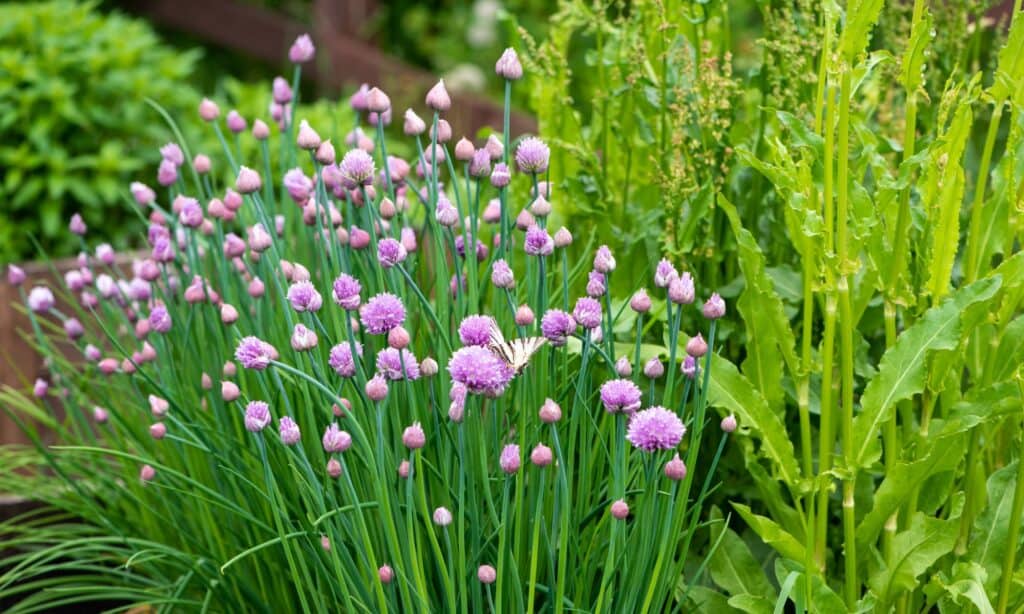 lush-flowering-chives-picture-id1149093302