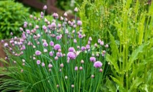 Chives vs Shallots: What’s the Difference? photo
