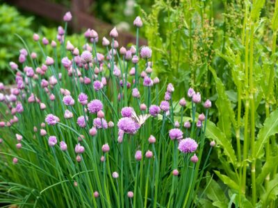 A How to Grow Chives: Your Complete Guide