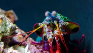 Mantis Shrimp Prices 2024: Purchase Cost, Supplies, Food, and More! Picture
