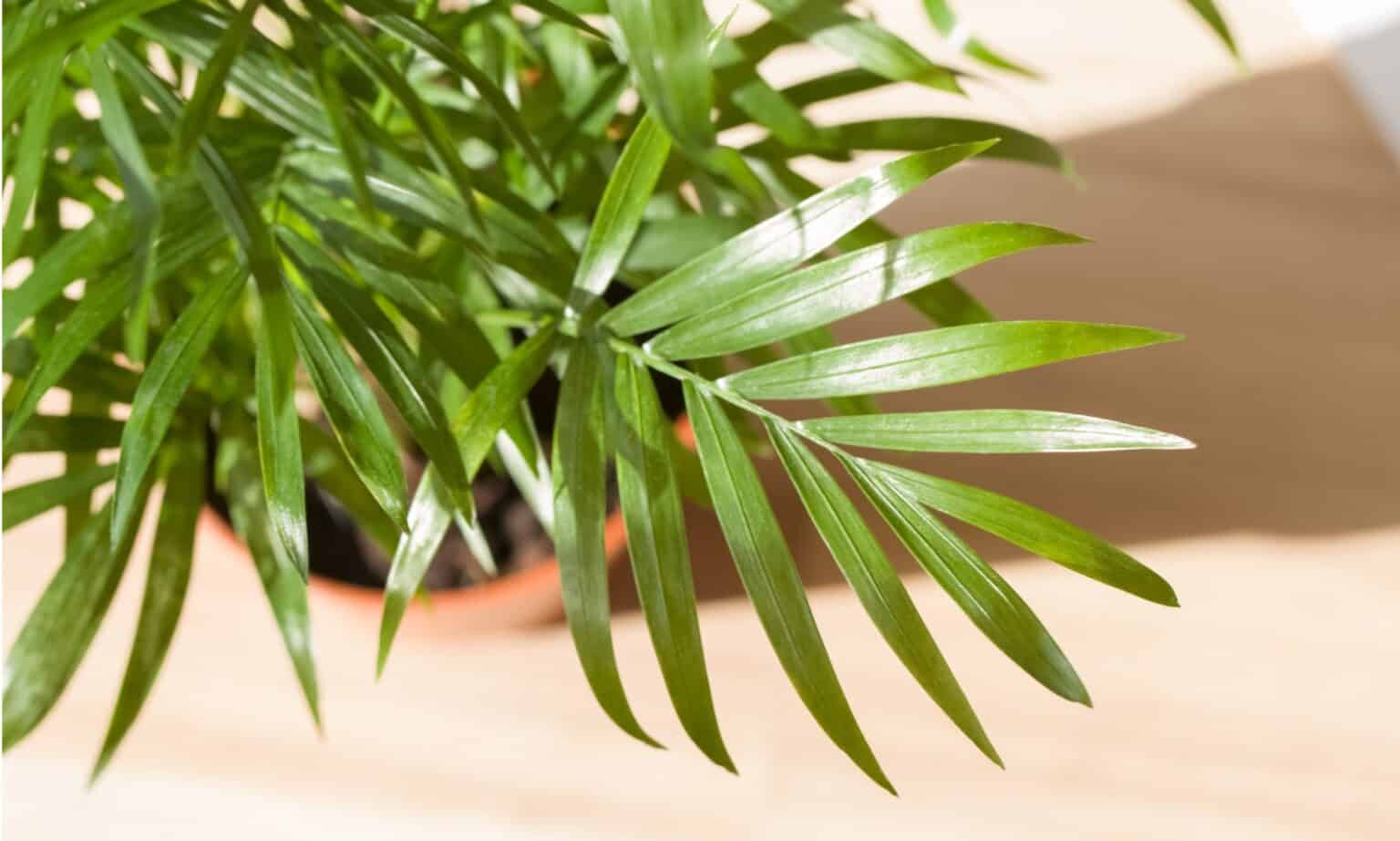 Parlor Palm vs Areca Palm: What’s the Difference? - A-Z Animals