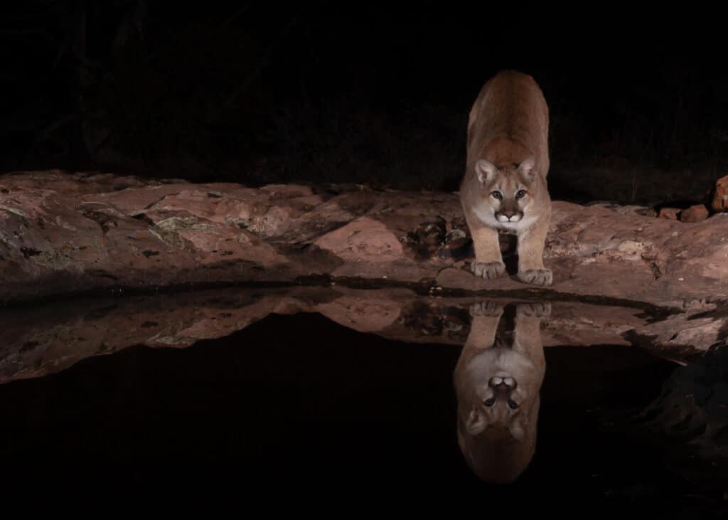 Mountain lion reflection