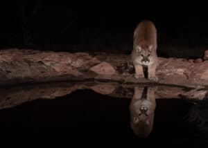 Watch A Powerful Mountain Lion Suspiciously Interrogate Their Own Reflection Picture