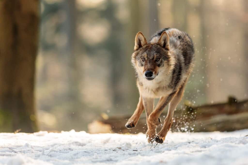 moutain wolf running fast