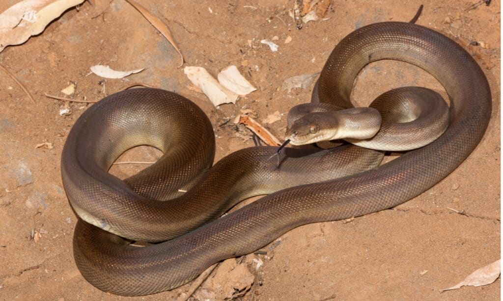 Olive python on dirt