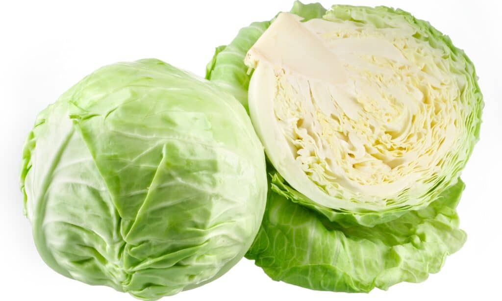 Napa Cabbage vs Green Cabbage