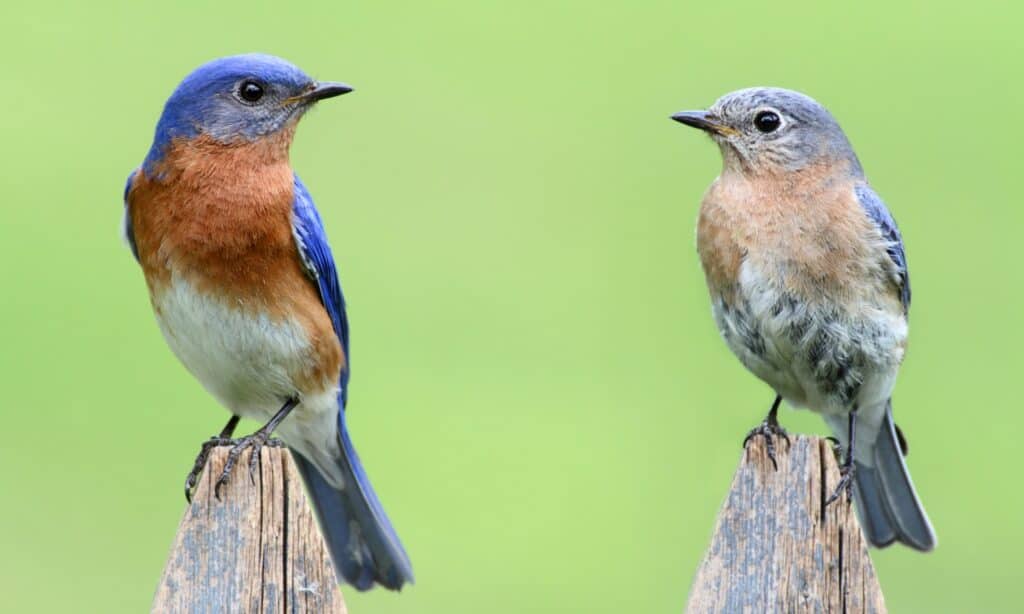 pair of eastern bluebird