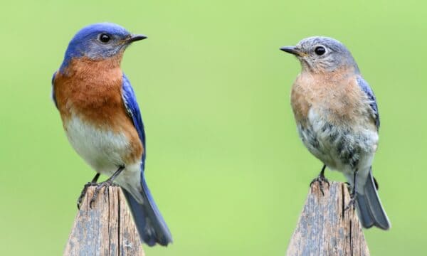 Where Do Birds Go at Night? Discover Common Sleeping Spots - A-Z Animals