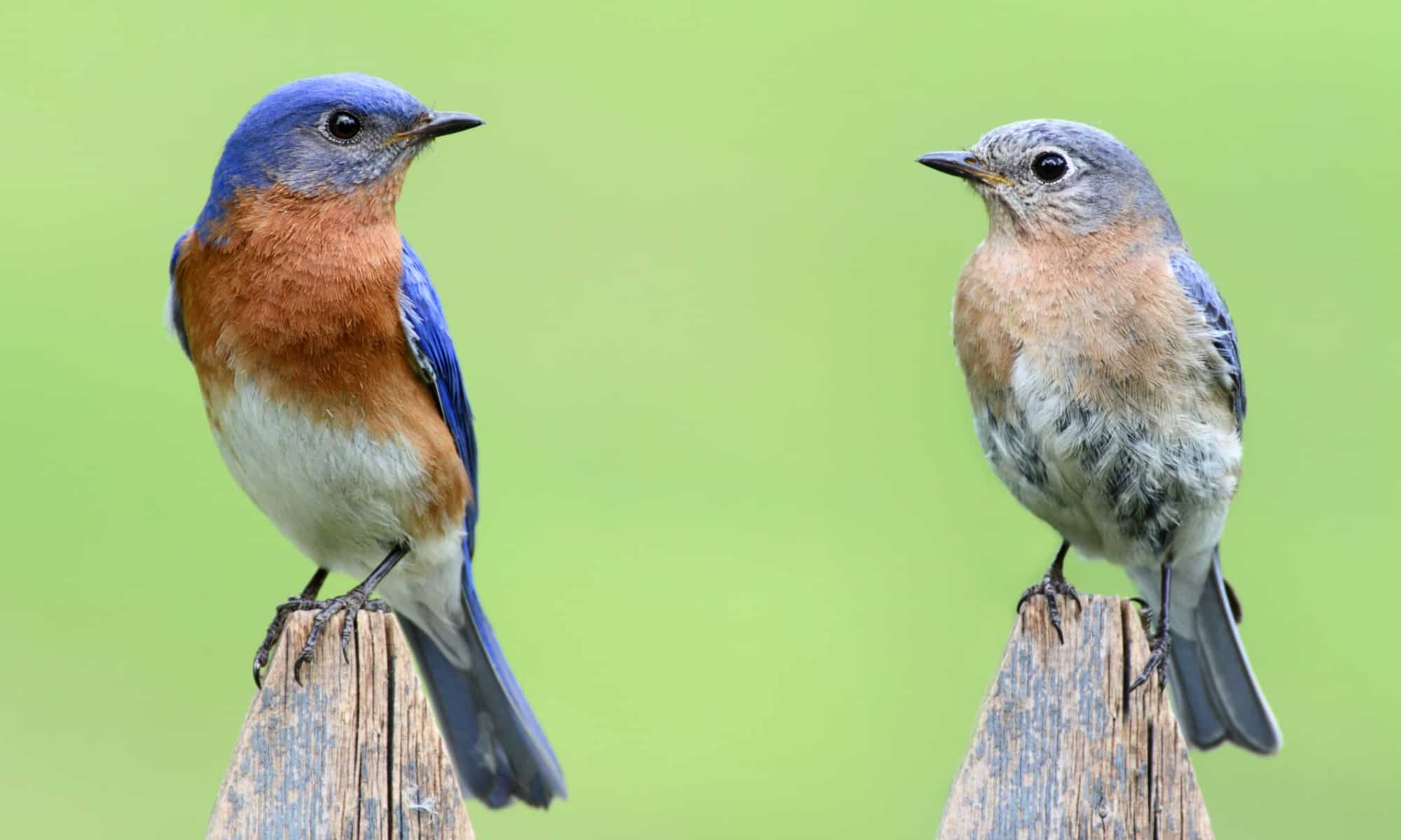 pair of eastern bluebird