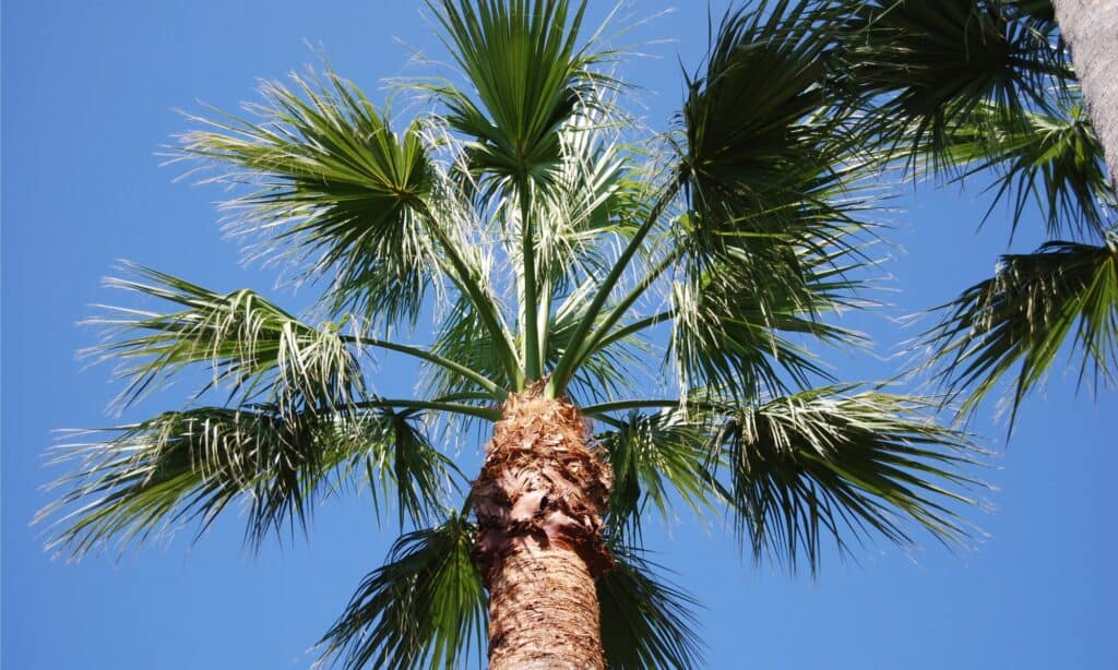 Coconut Tree vs Palm Tree