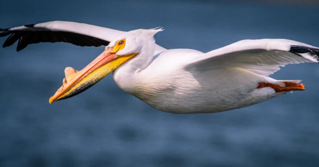 American white pelican in flight