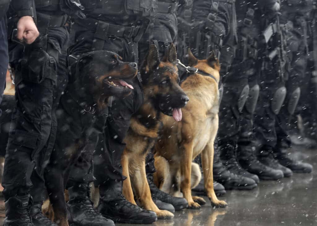 police dogs