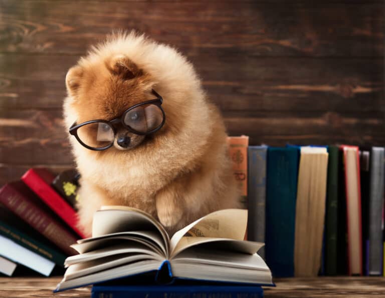 The 7 Best Books About Animals - Ranked by Difficulty