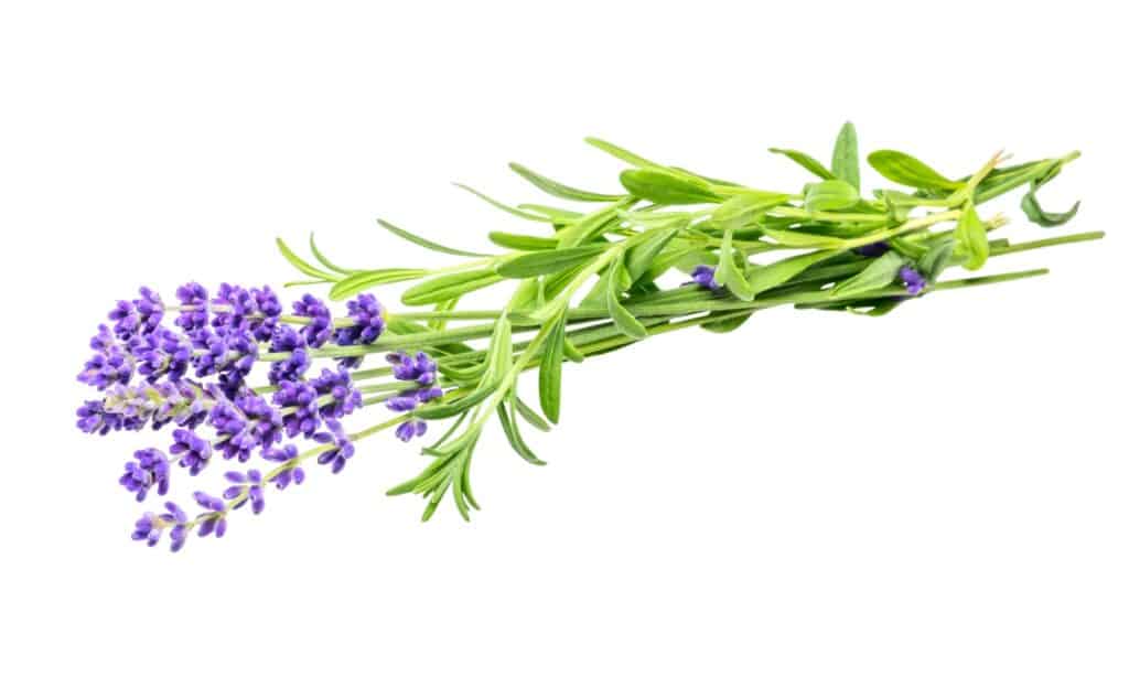 english lavender isolated